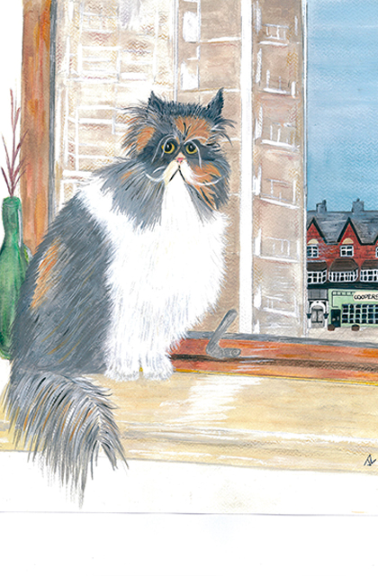 pixie the cat